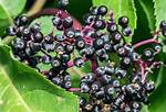 Does Elderberry Work