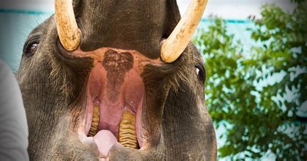 Does Elephant Have Teeth?