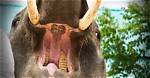 Does Elephant Have Teeth?