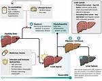 Does Enbrel Affect the Liver