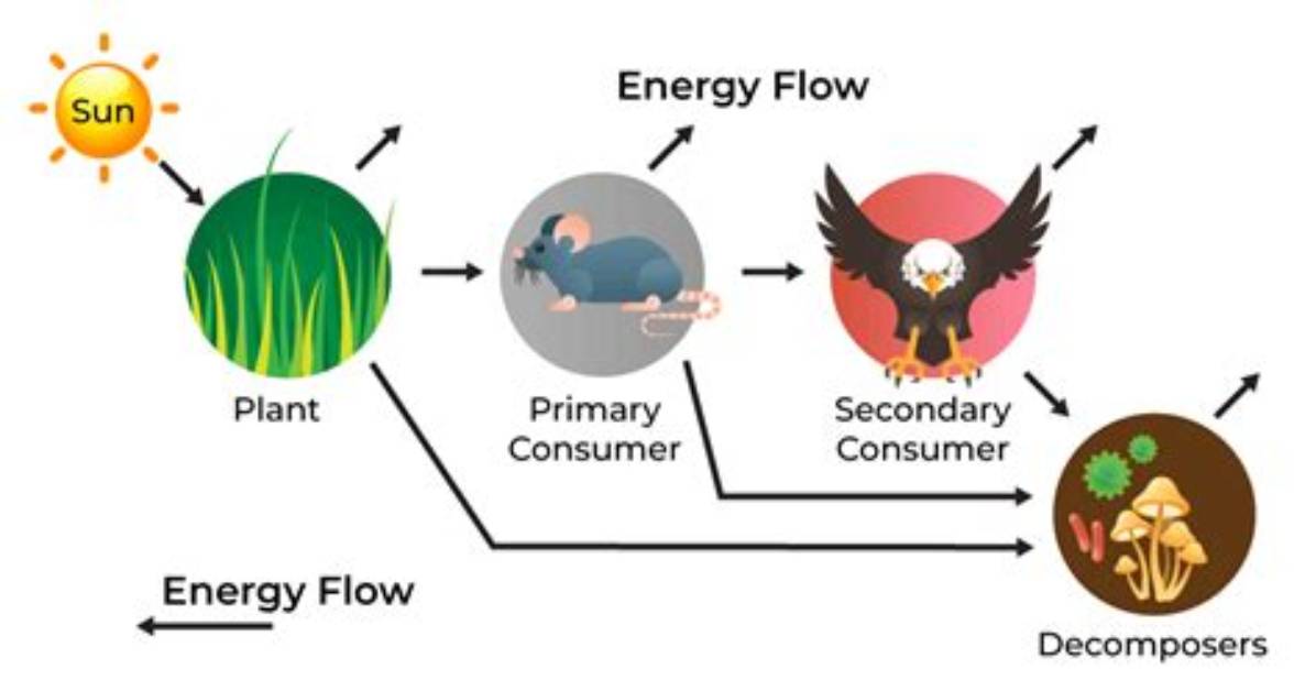 Does Energy Flow or Cycle