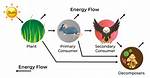 Does Energy Flow or Cycle