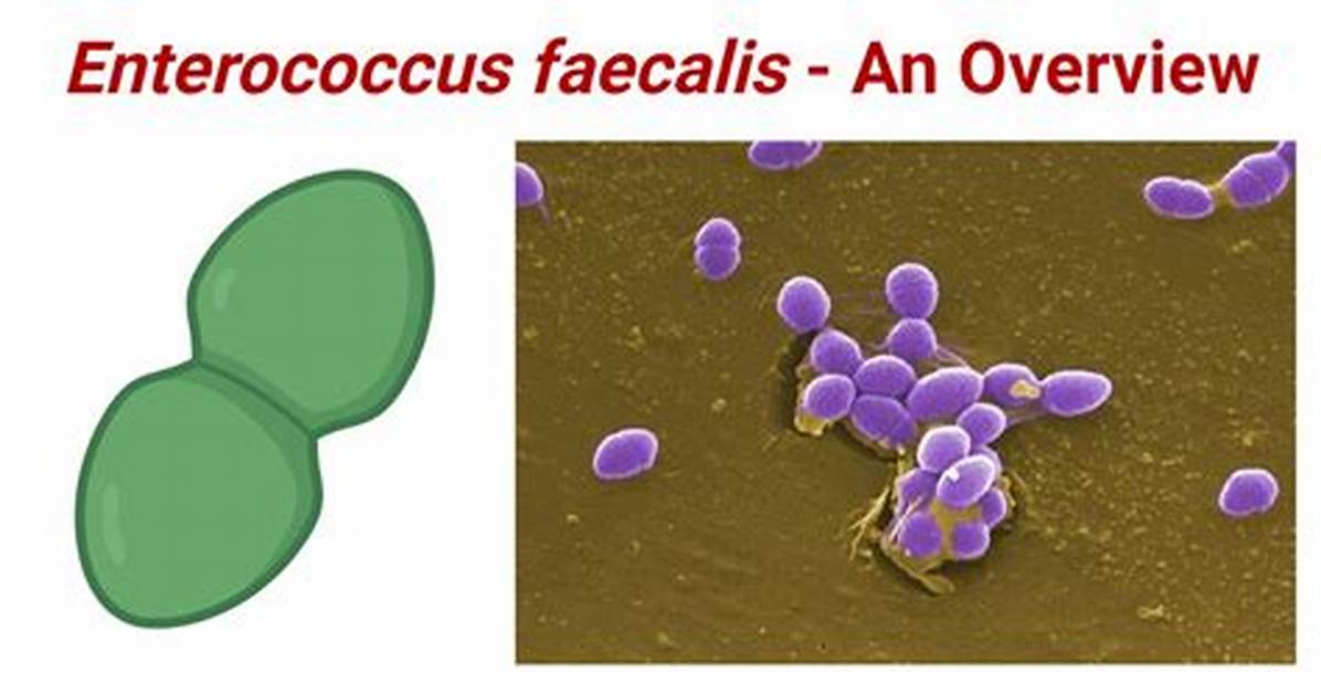 Does Enterococcus Faecalis Reduce Nitrate?