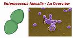 Does Enterococcus Faecalis Reduce Nitrate?