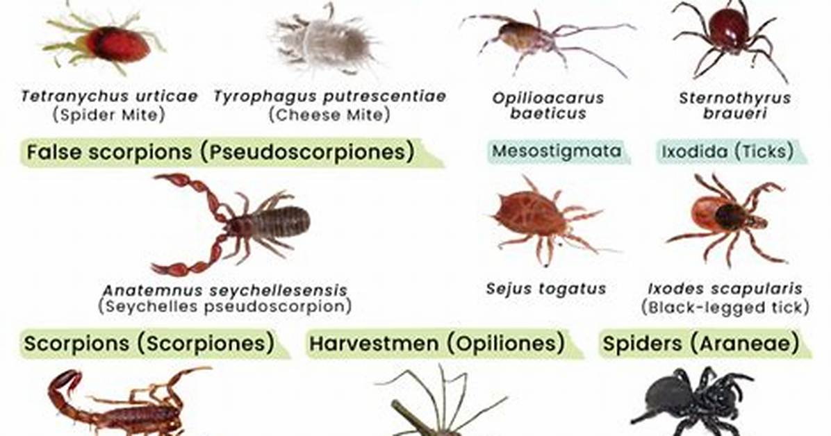Does Entomology Include Spiders?