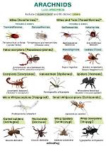 Does Entomology Include Spiders?