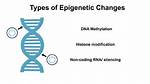 Does Epigenetics Change Phenotype?