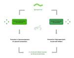 Does Epinephrine Increase Gluconeogenesis?