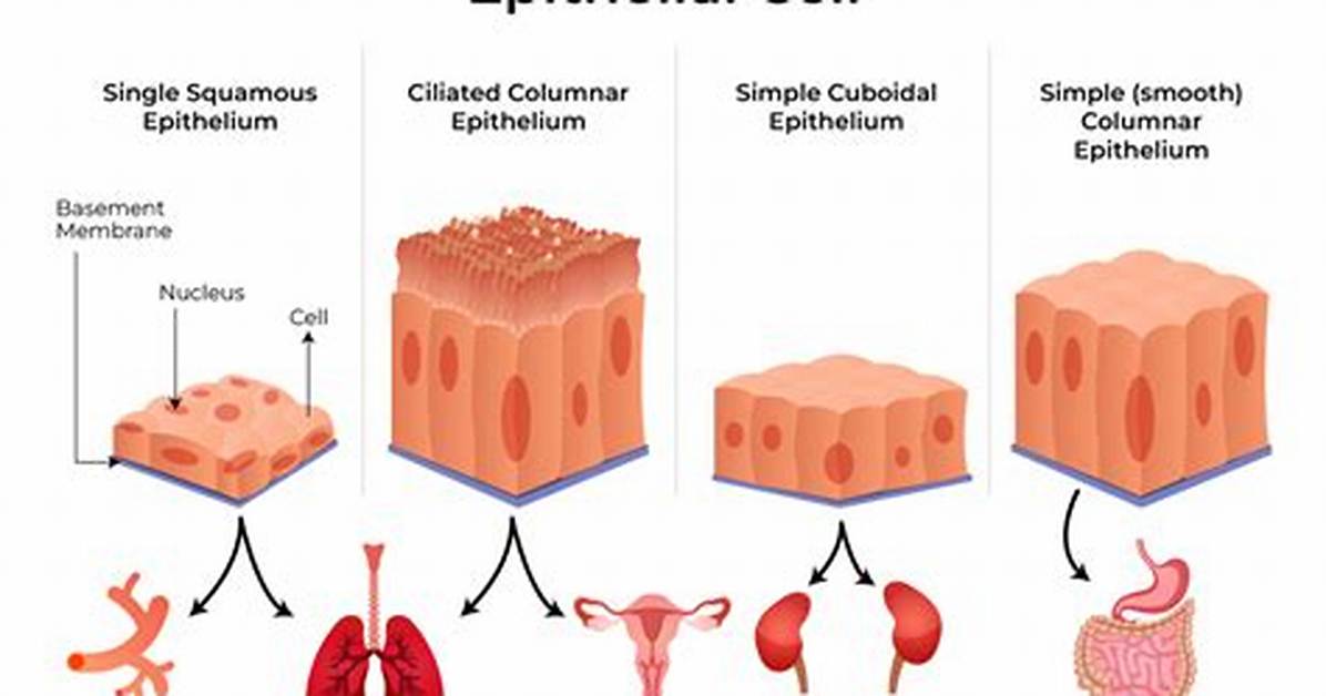 Does Epithelial Tissue Have Cellularity?