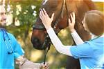 Does Equine Therapy Work?