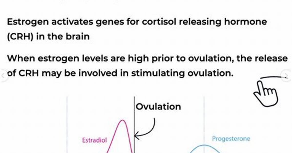 Does Estrogen Increase Cortisol?