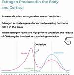 Does Estrogen Increase Cortisol?