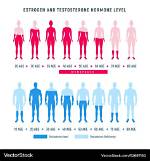 Does Estrogen Lower Testosterone?