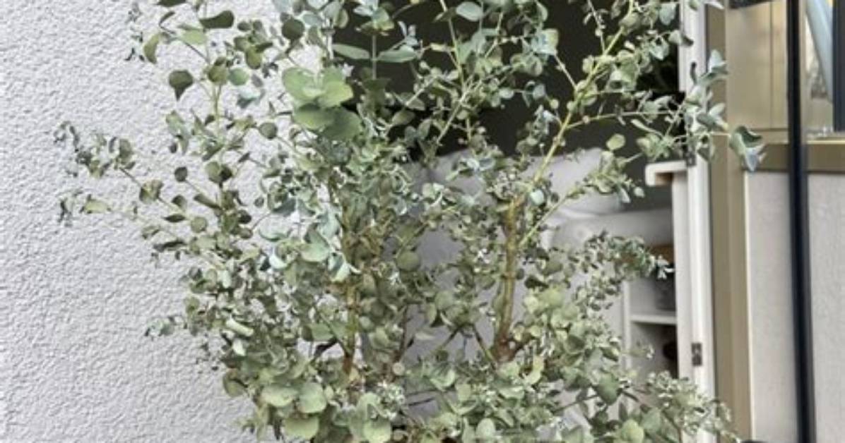 Does Eucalyptus Dry Well?