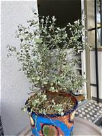 Does Eucalyptus Dry Well?