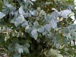 Does Eucalyptus Require Water?