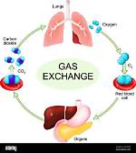 Does Explosion Need Oxygen?
