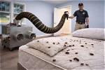 Does Exterminating Bed Bugs Work?