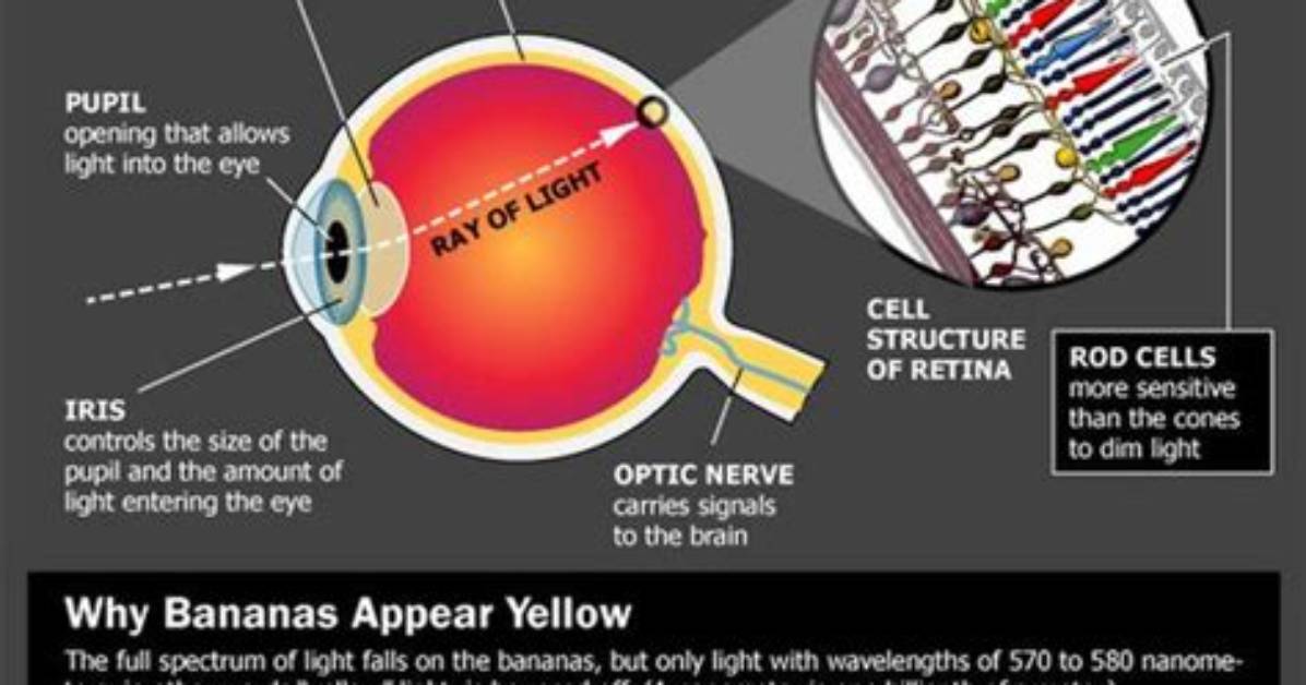 Does Eye Color Affect Vision?