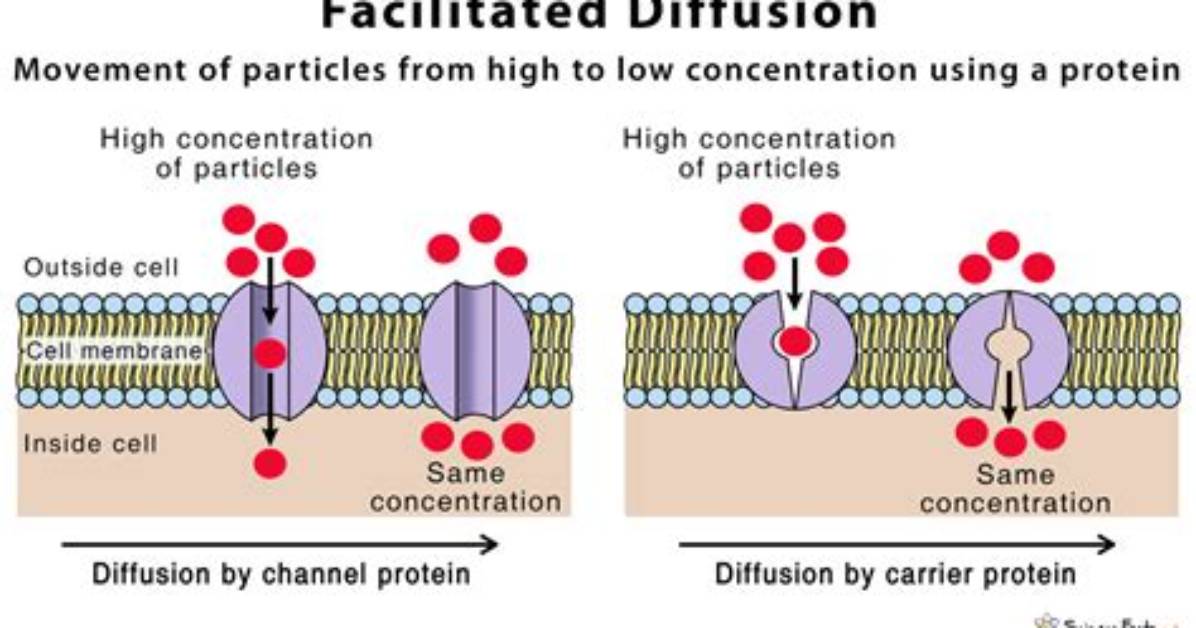 Does Facilitated Diffusion Require Energy