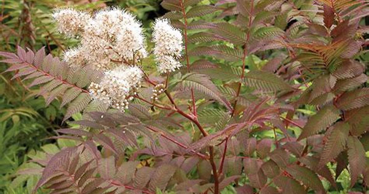 Does False Spirea Spread?