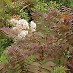 Does False Spirea Spread?