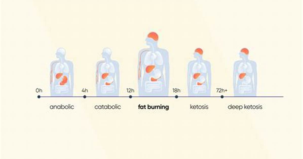 Does Fat Burn Fat?