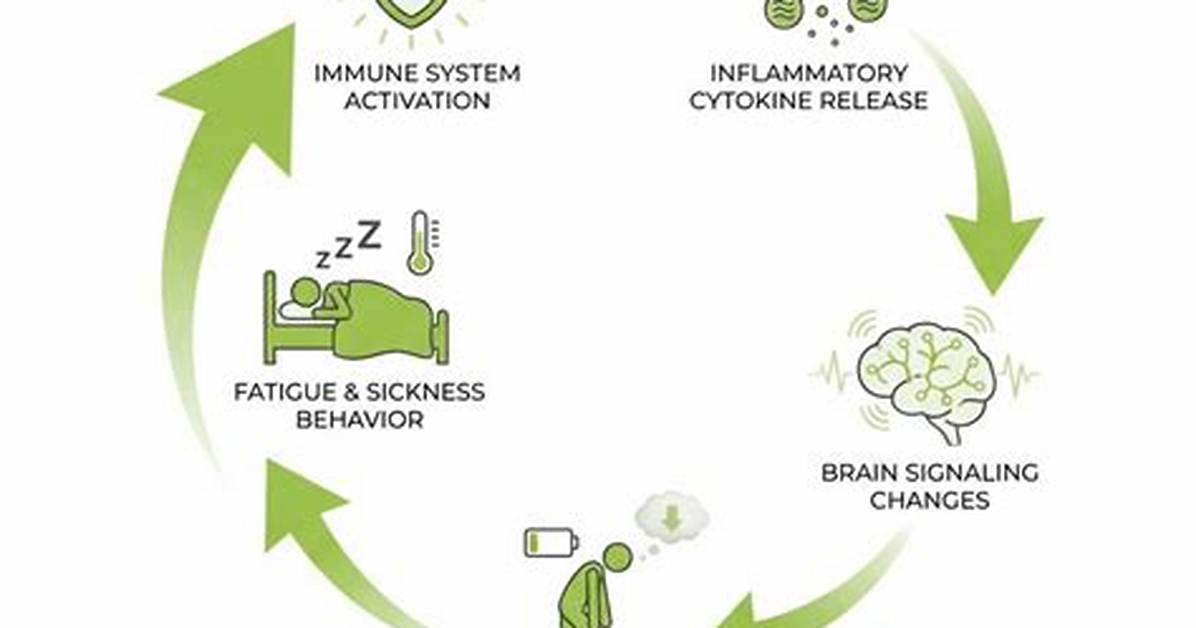 Does Fatigue Affect Immune System?