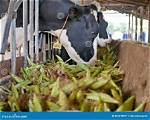 Does Feeding Corn to Cows Cause E-Coli?