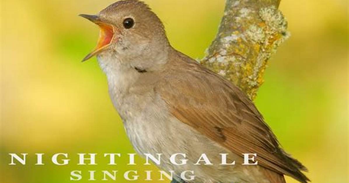 Does Female Nightingale Sing?