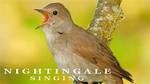Does Female Nightingale Sing?