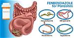 Does Fenbendazole Kill Gapeworm