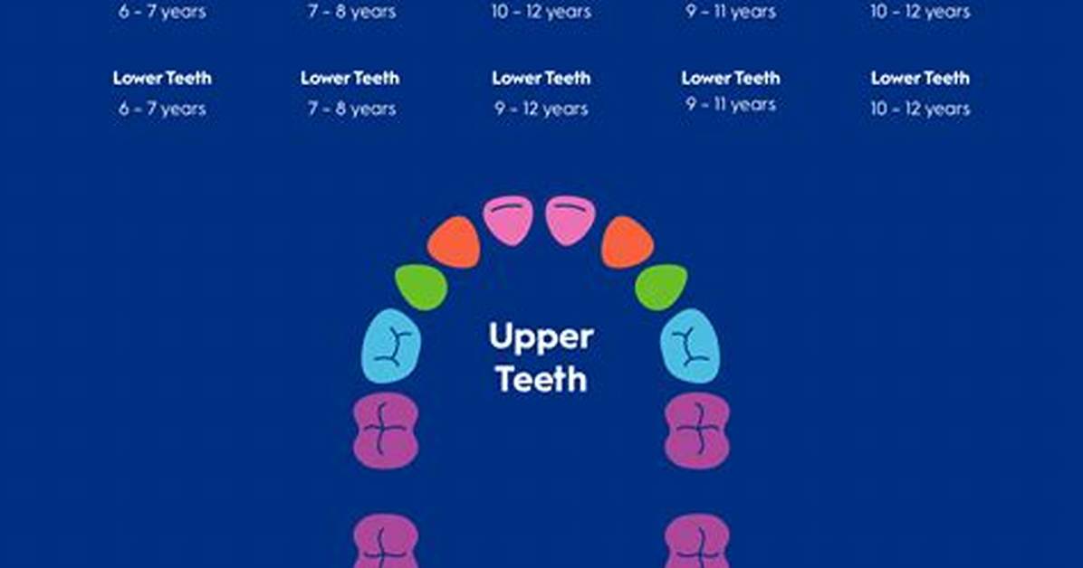 Does First Molar Fall out?