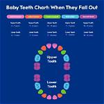 Does First Molar Fall out?
