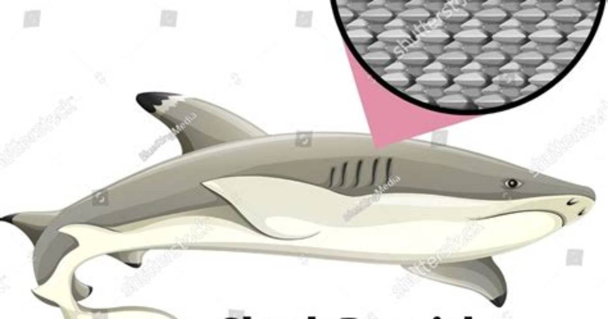 Does Fish Have Denticles?