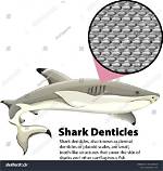 Does Fish Have Denticles?