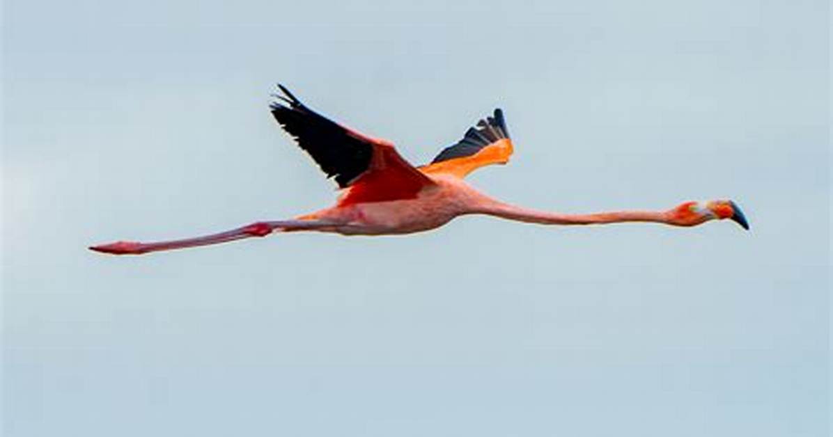 Does Flamingo Fly?