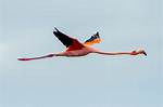 Does Flamingo Fly?