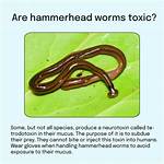 Does Flatworms Have Eyes?