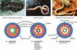Does Flatworms Have Pseudocoelom?