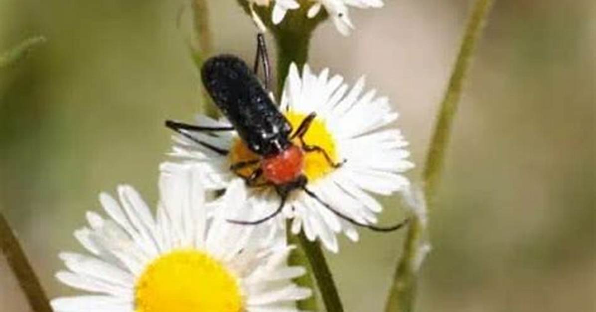 Does Fleabane Repel Fleas?