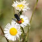Does Fleabane Repel Fleas?