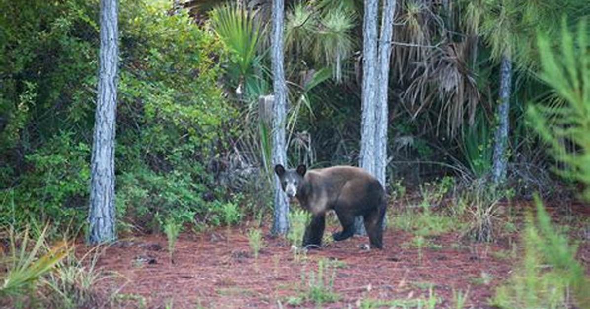 Does Florida Have Bears?