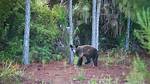Does Florida Have Bears?