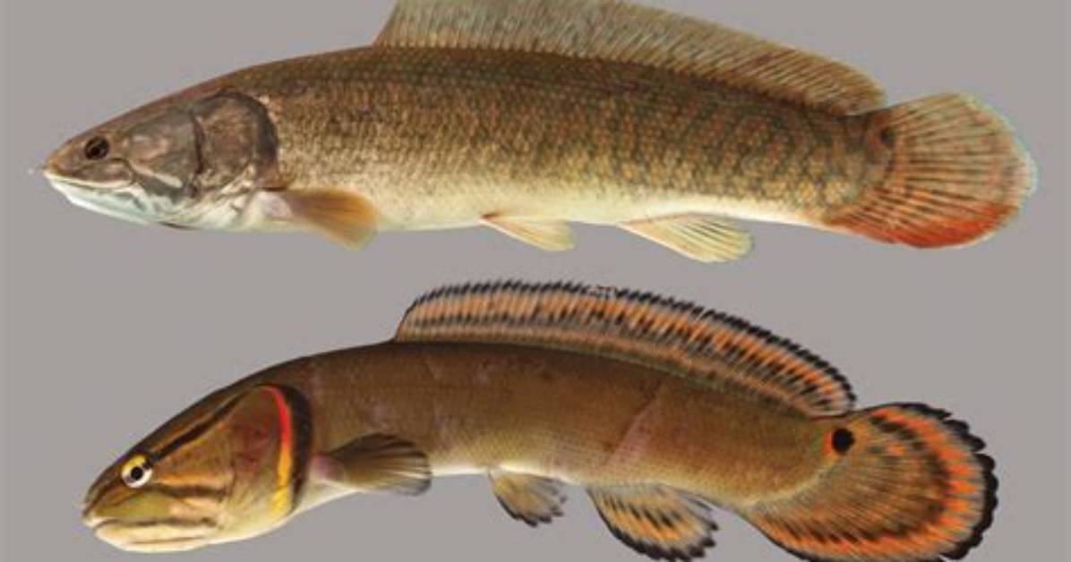 Does Florida Have Bowfin?