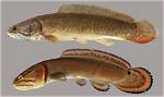 Does Florida Have Bowfin?