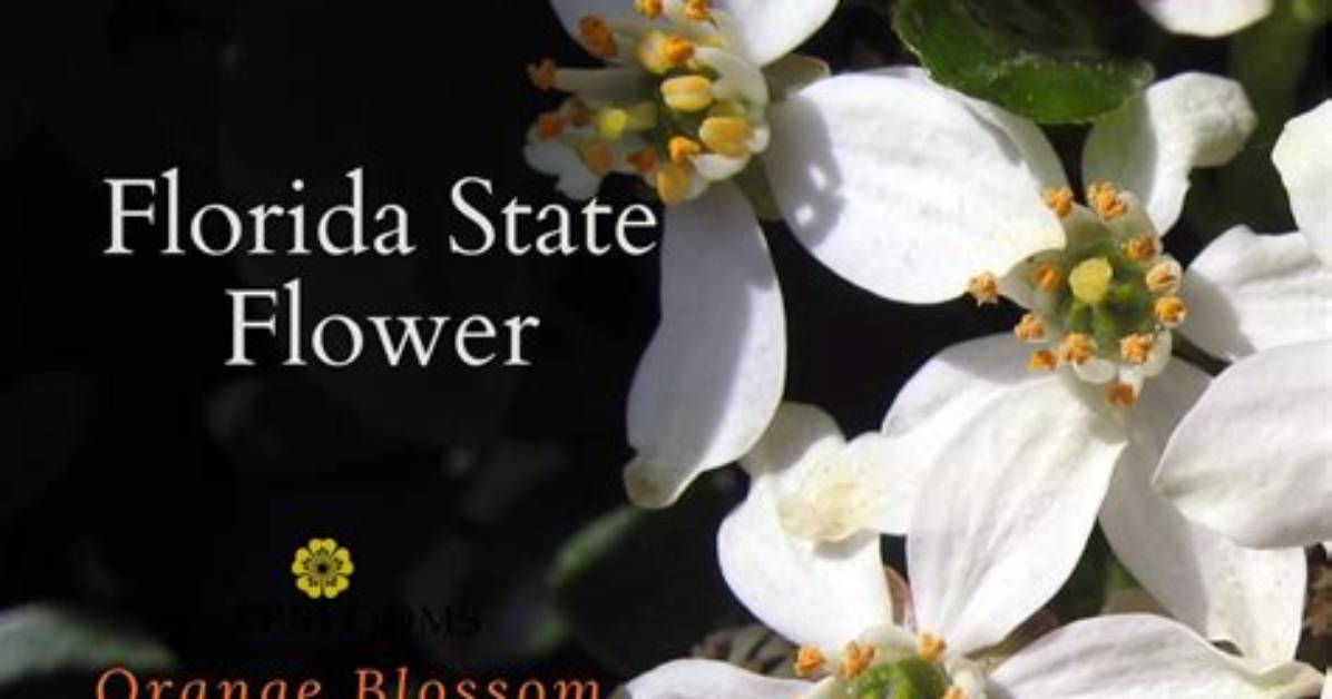 Does Florida Mean Flower?