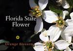 Does Florida Mean Flower?