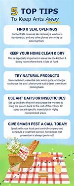 Does Flour Keep Ants Away