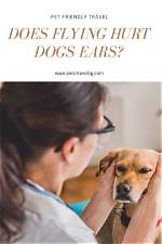 Does Flying Traumatize Dogs?
